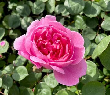 Rosa 'John Clare'