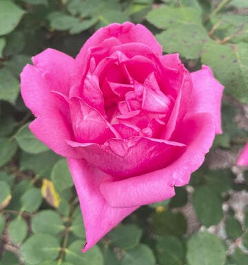 Rosa 'Red Radiance'