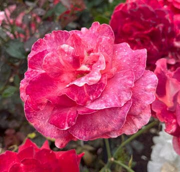 Rosa 'Modern Art'