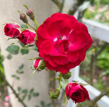 Rosa 'Magic Dragon'