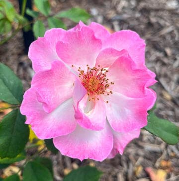 Rosa 'Sweet Vivien'