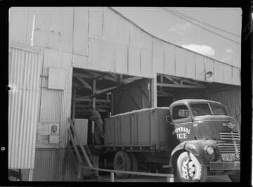 Imperial Ice Plant