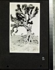 Go to image 43.