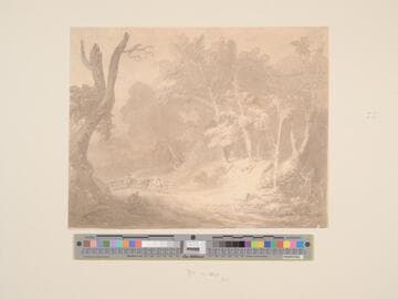 In the Woods