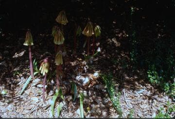 Cyrtanthus falcatus