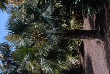 Brahea aculeata