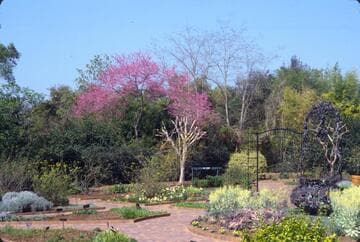 Cercis