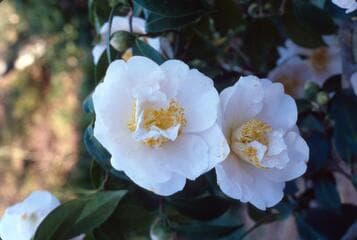Go to image 4.