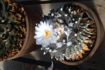 Ariocarpus retusus