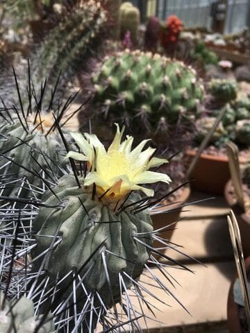 Copiapoa dealbata