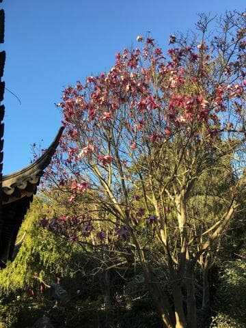 Magnolia 'Galaxy'