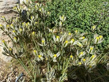 Albuca