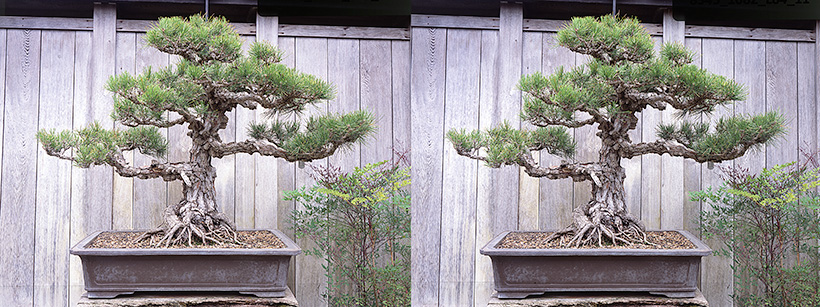 The human eye is a sophisticated viewing device. See the two images blend into one by crossing your eyes and staring at the point between the two bonsai. Then relax as a single 3-D image comes into focus. The human eye is a sophisticated viewing device. See the two images blend into one by crossing your eyes and staring at the point between the two bonsai. Then relax as a single 3-D image comes into focus.